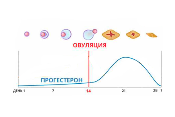 Овуляция 32 цикл. Фазы менструального цикла рисунок. Фазы овуляторного цикла. Прогестерон схема овуляции. Изменение прогестерона в зависимости от цикла.