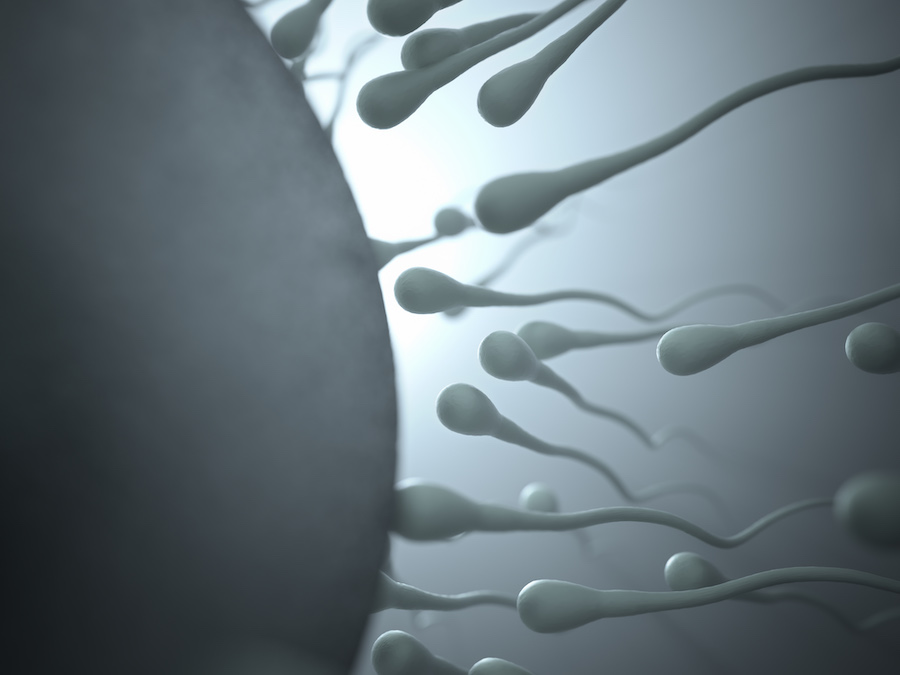 Sperm Meets Egg